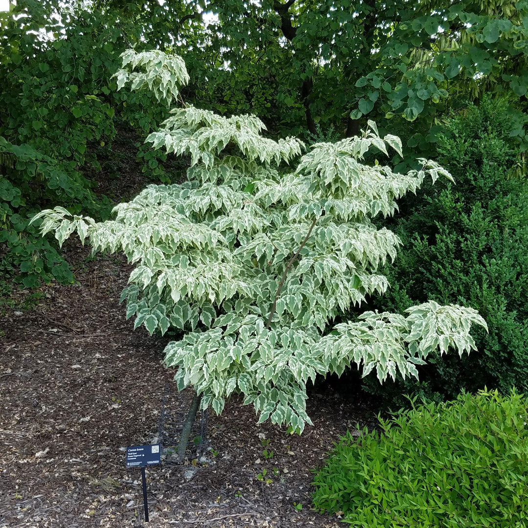 Cornus kousa 'Wolf Eyes' ~ Wolf Eyes Dogwood