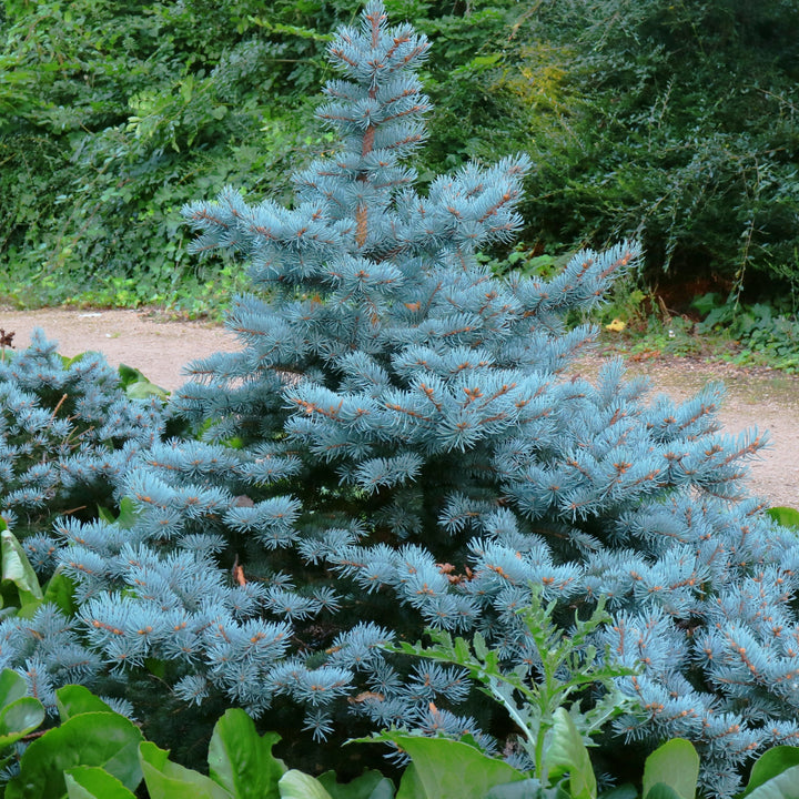 Picea pungens 'Baby Blue' ~ ​​Abeto azul bebé