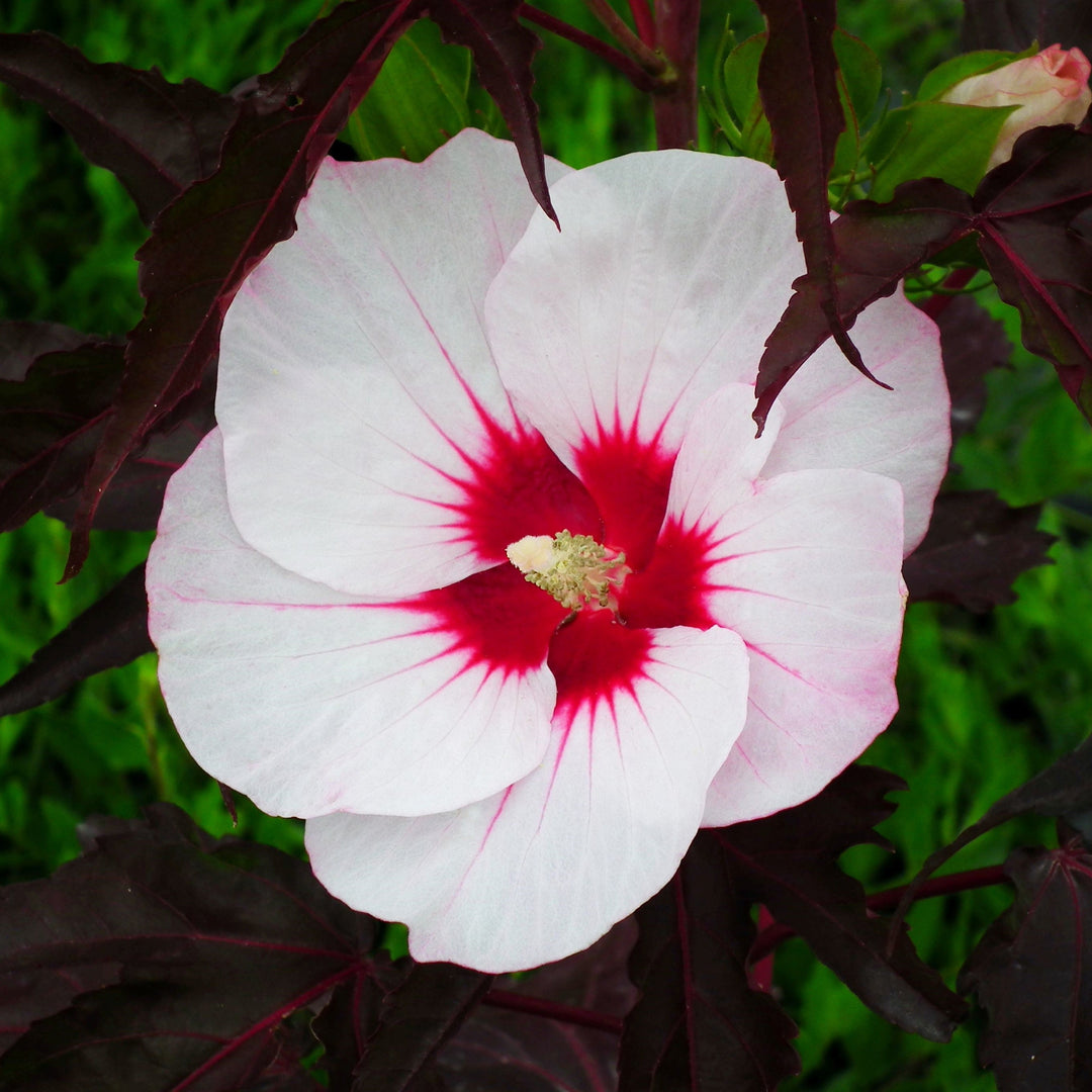 Hibiscus moscheutos 'Tahi56' ~ Carousel® Jolly Heart Hibiscus