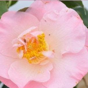 Camellia japonica 'April Blush' ~ April Blush Camellia