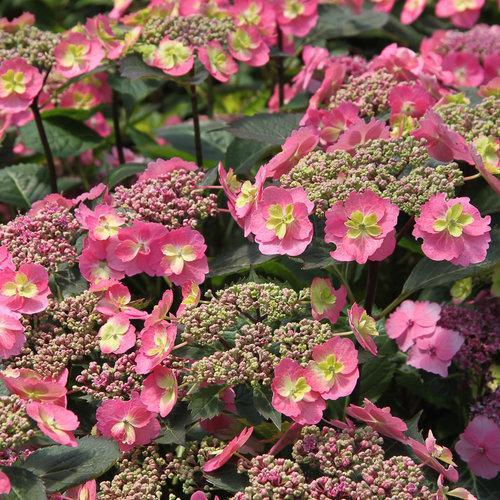 Hortensia serrata 'MAK20' ~ Hortensia Tuff Stuff™