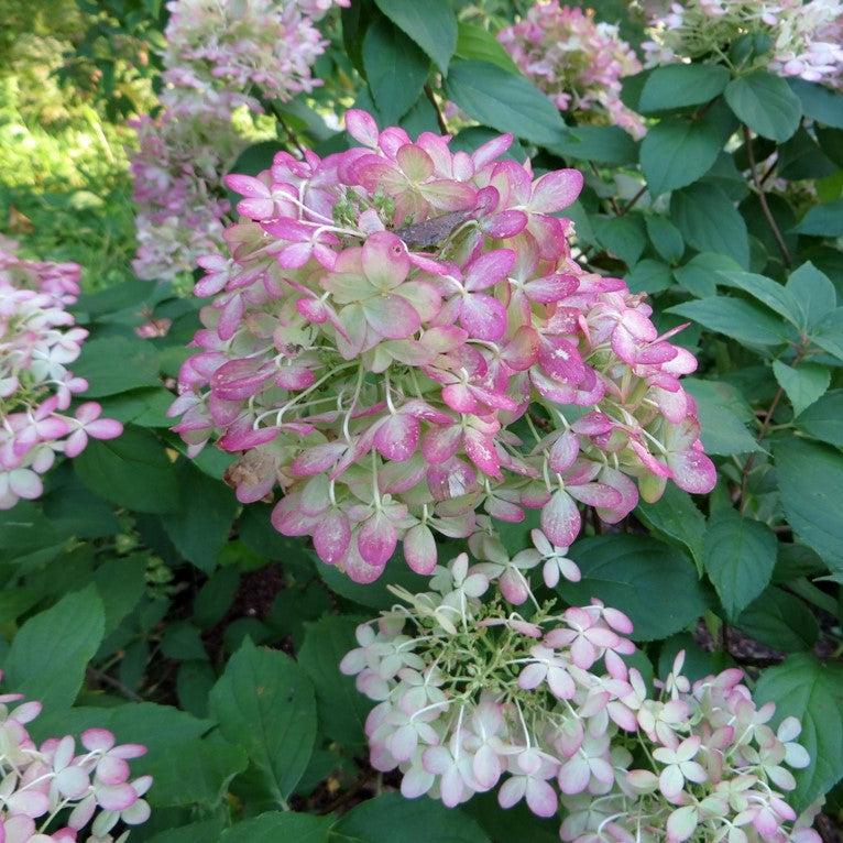 Hortensia paniculata 'Limelight' ~ Proven Winners® Limelight® Hydrangea