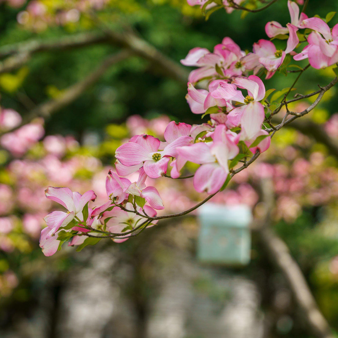 Cornus kousa x 'Rutgan' ~ Stellar Pink Dogwood