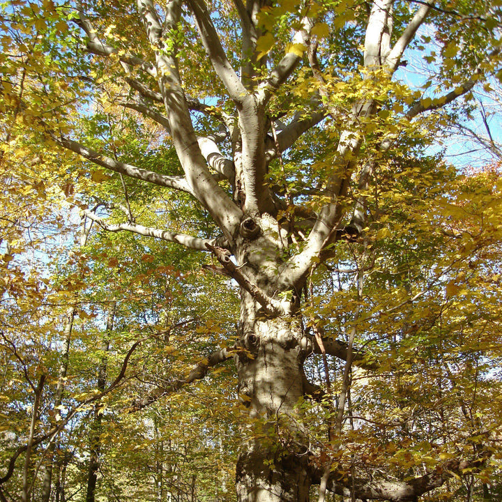 Fagus grandifolia ~ American Beech