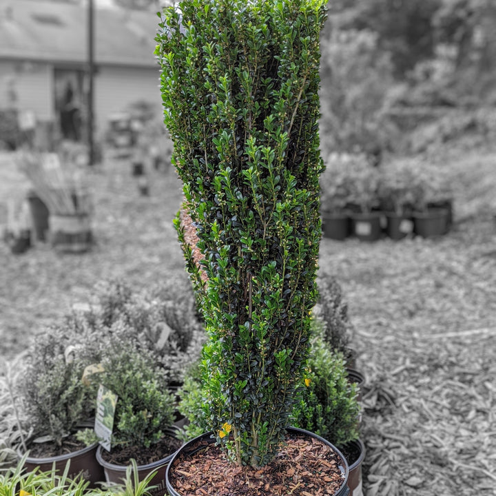 Ilex crenata 'Sky Pencil' ~ Sky Pencil Japanese Holly