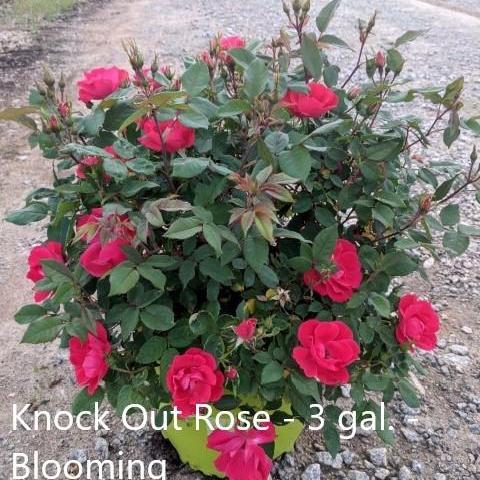 Rosa x 'Radrazz' ~ Knock Out® Rosa arbustiva, roja