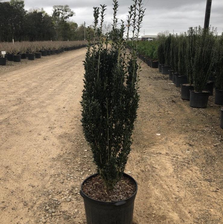 Ilex crenata 'Sky Pencil' ~ Sky Pencil Japanese Holly