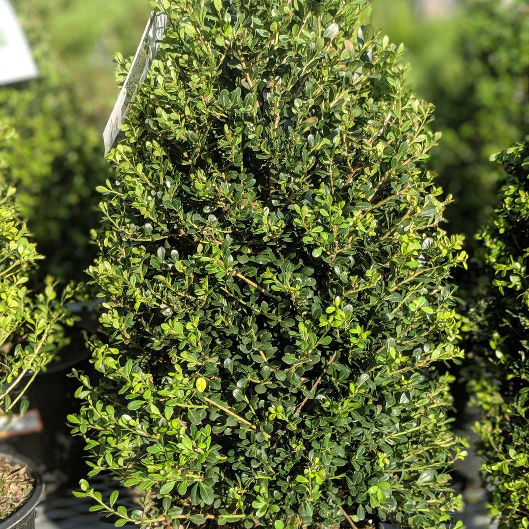 Ilex crenata 'Compacta' ~ Acebo japonés compacto