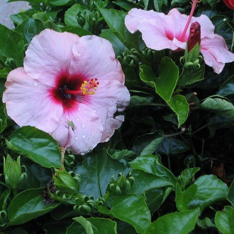 Hibiscus 'Lady Baltimore' ~ Lady Baltimore Hibiscus