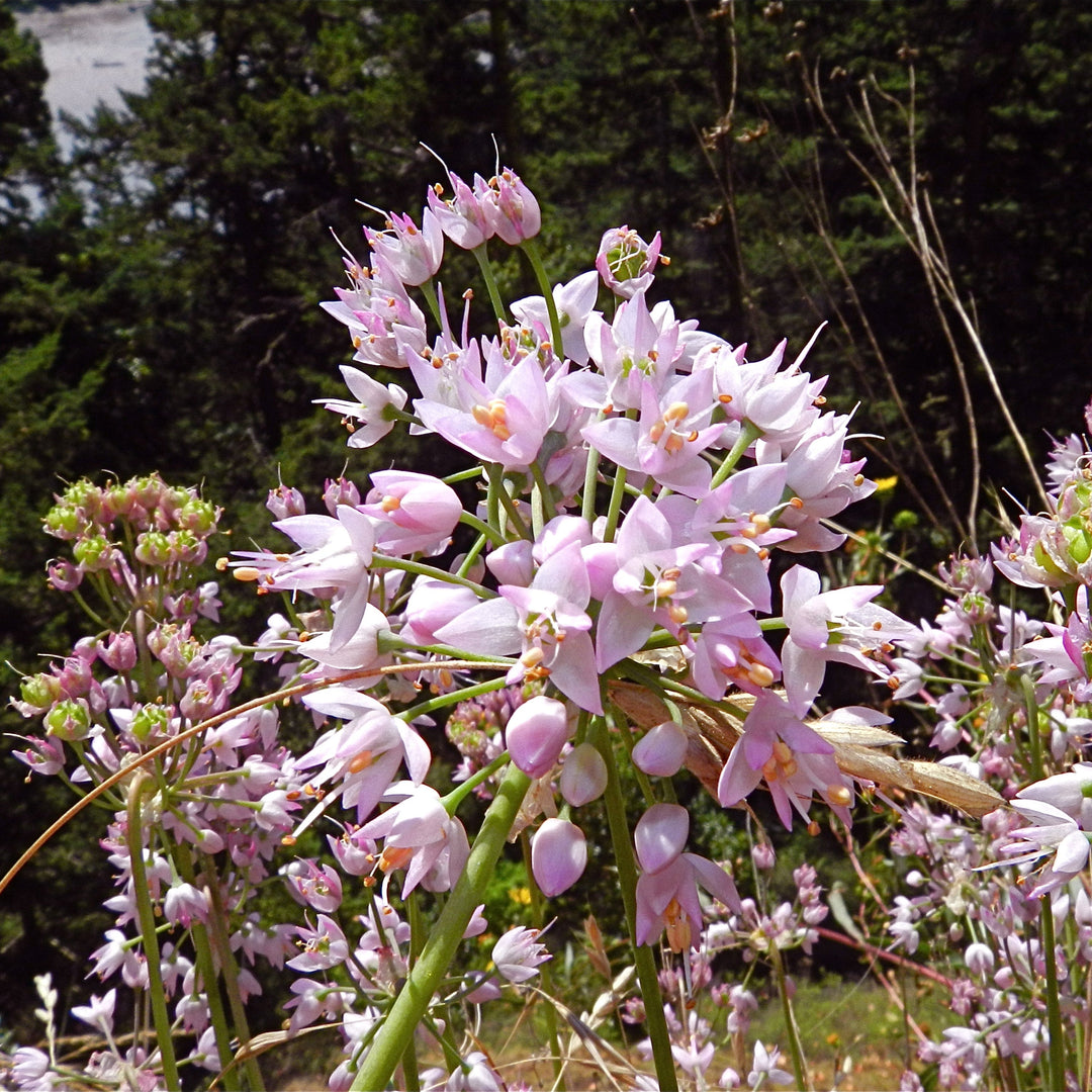 Allium cernuum ~ Nodding Onion