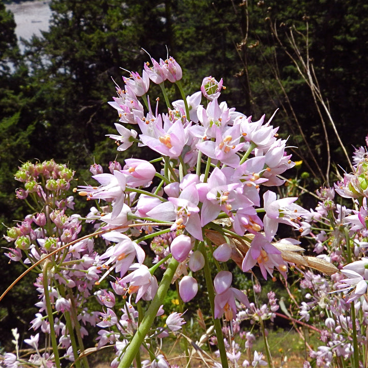 Allium cernuum ~ Nodding Onion