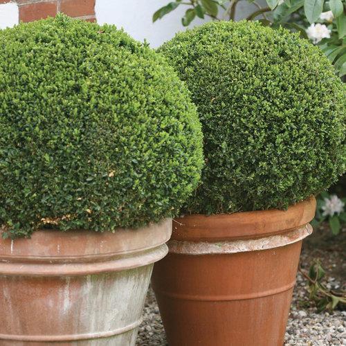 Buxus microphylla 'Bulthouse' ~ Sprinter® Boj