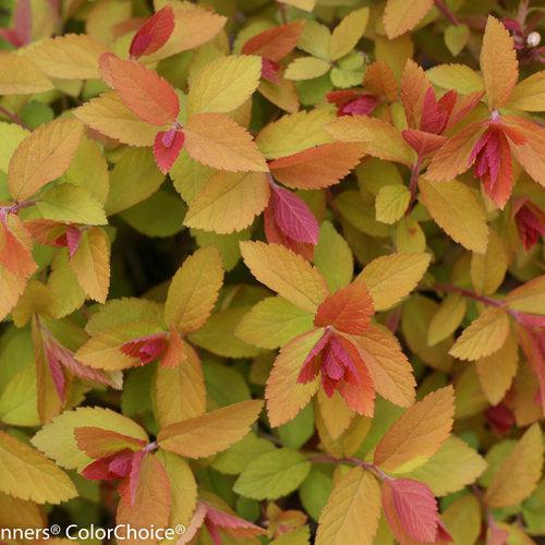 Spiraea x 'Tracy' USPP 21,588 ~ Double Play® Big Bang Spirea