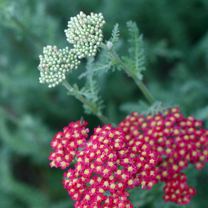 Achillea millefolium 'FLORACHRE1' ~ Milly Rock™ Red Yarrow