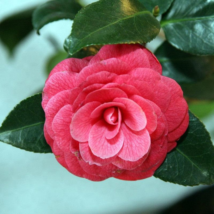 Camellia japonica 'April Kiss' ~ April Kiss Camellia