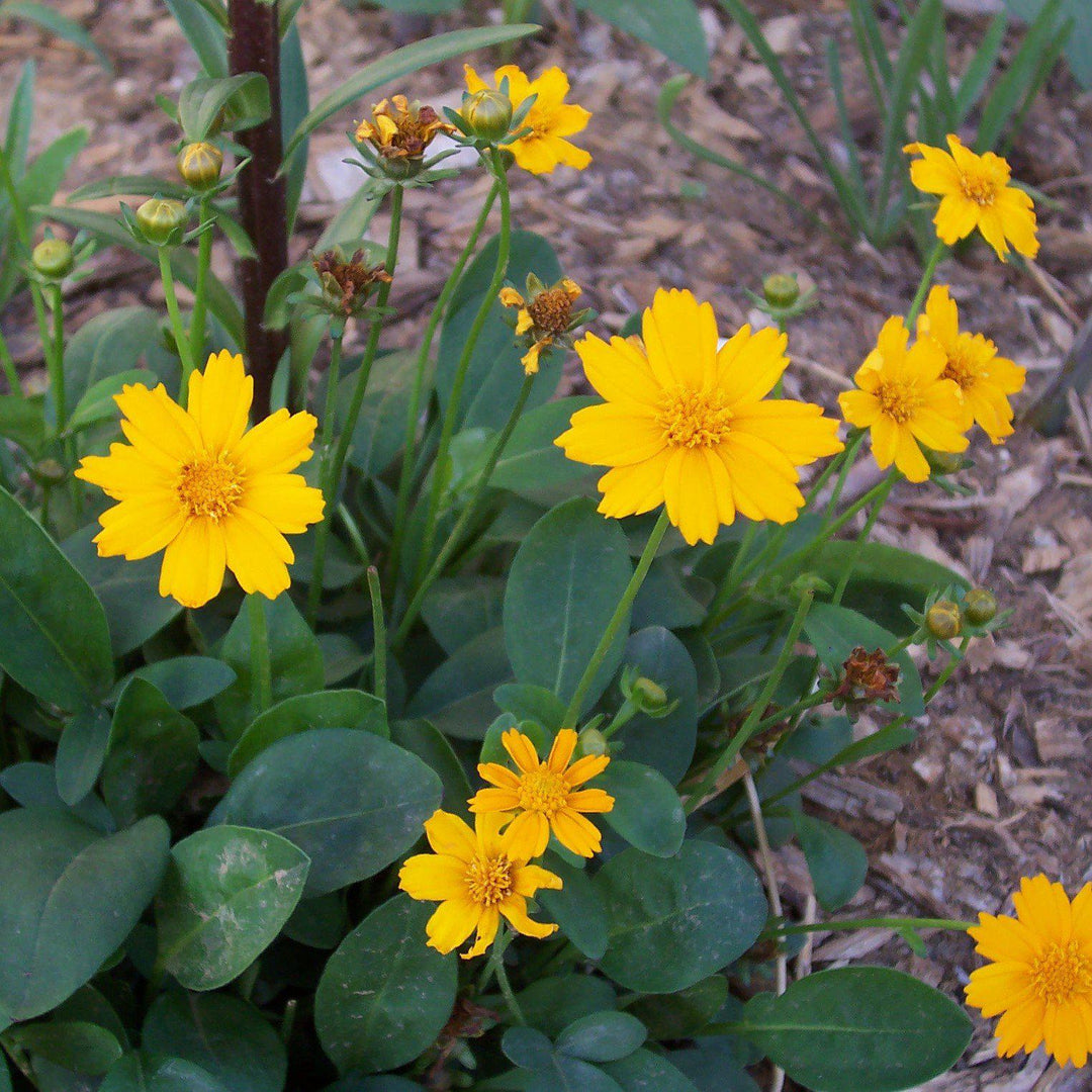 Coreopsis auriculata 'Nana' ~ Dwarf Tickseed