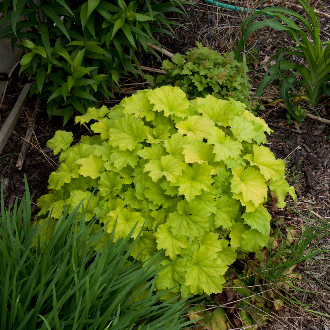 Heuchera 'Guacamole' ~ Guacamole Heuchera