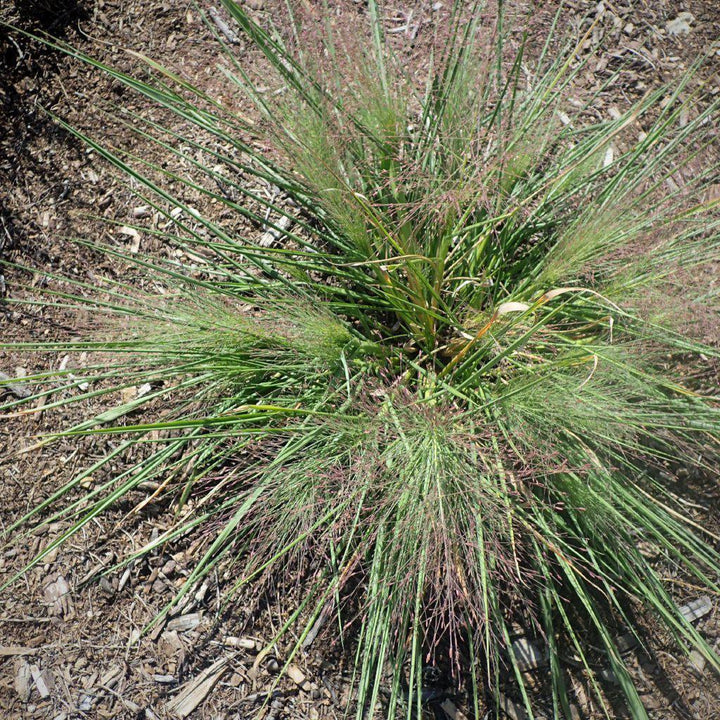 Schizachyrium scoparium 'Standing Ovation' ~ Standing Ovation Little Bluestem