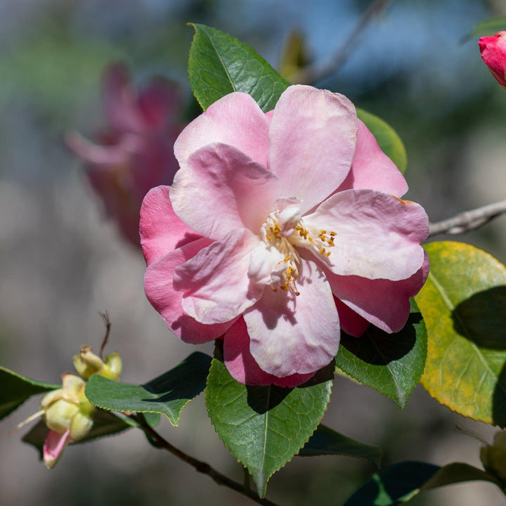 Camellia japonica 'Junior Miss' ~ Junior Miss Camellia