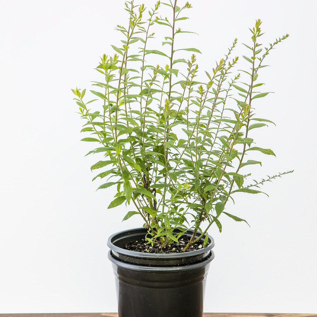 Solidago rugosa 'Fireworks' ~ Fireworks Goldenrod