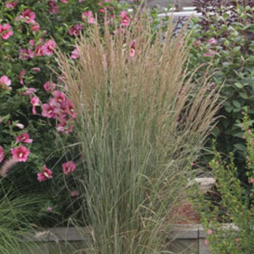 Calamagrostis acutiflora 'Overdam' ~ Overdam Feather Reed Grass