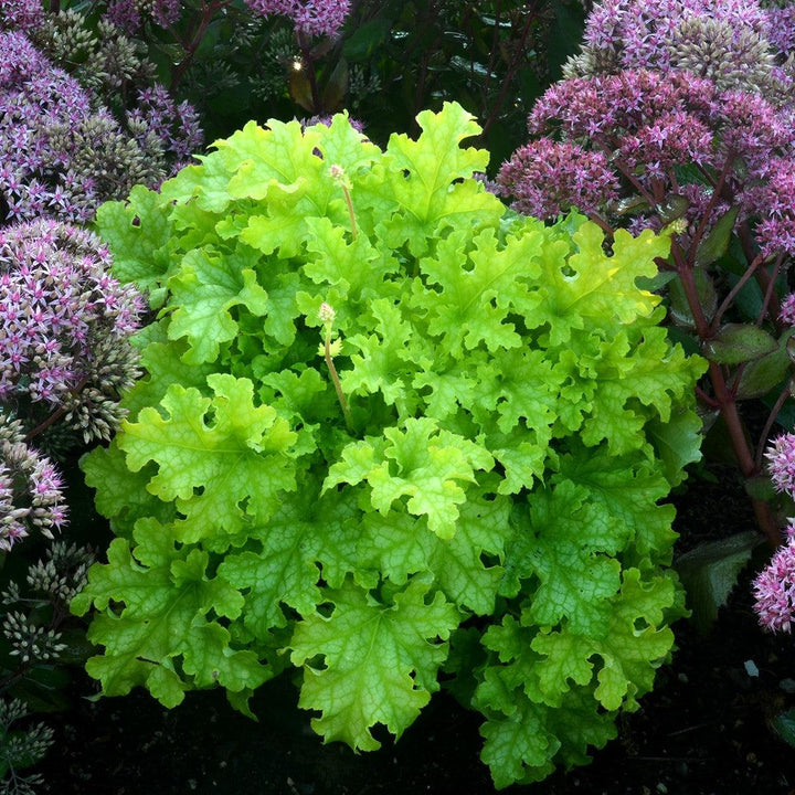 Heuchera 'Lime Ruffles' ~ Lime Ruffles Heuchera