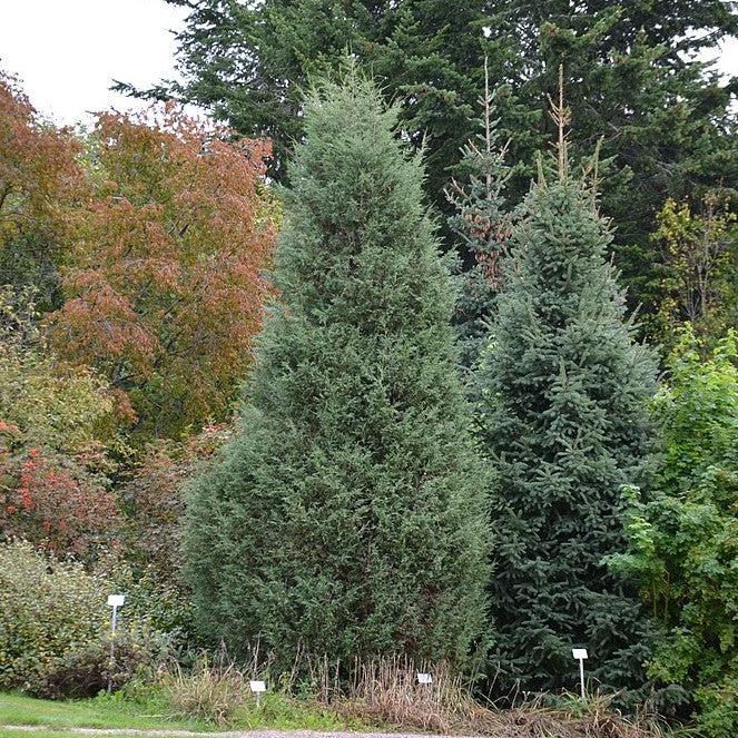 Juniperus scopulorum 'Moonglow' ~ Enebro Moonglow