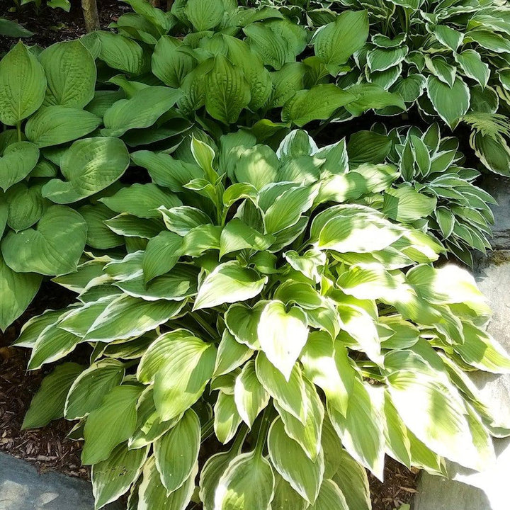 Hosta x 'Shade Fanfare' ~ Shade Fanfare Hosta