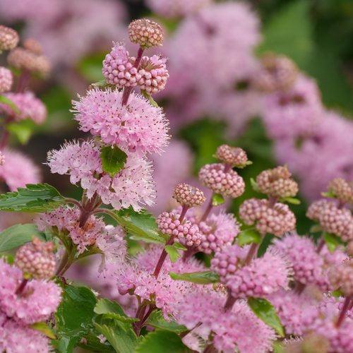 Caryopteris incana 'DCARBEYBAR' ~ Beyond Pink'd® Bluebeard