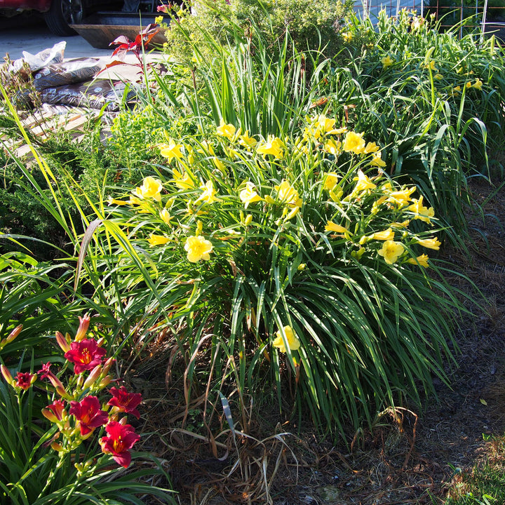 Hemerocallis 'Happy Returns' ~ Happy Returns Daylily