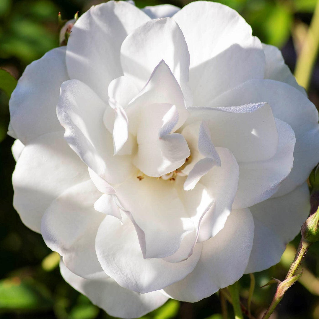 Rosa 'Korbin' ~ Iceberg Rose