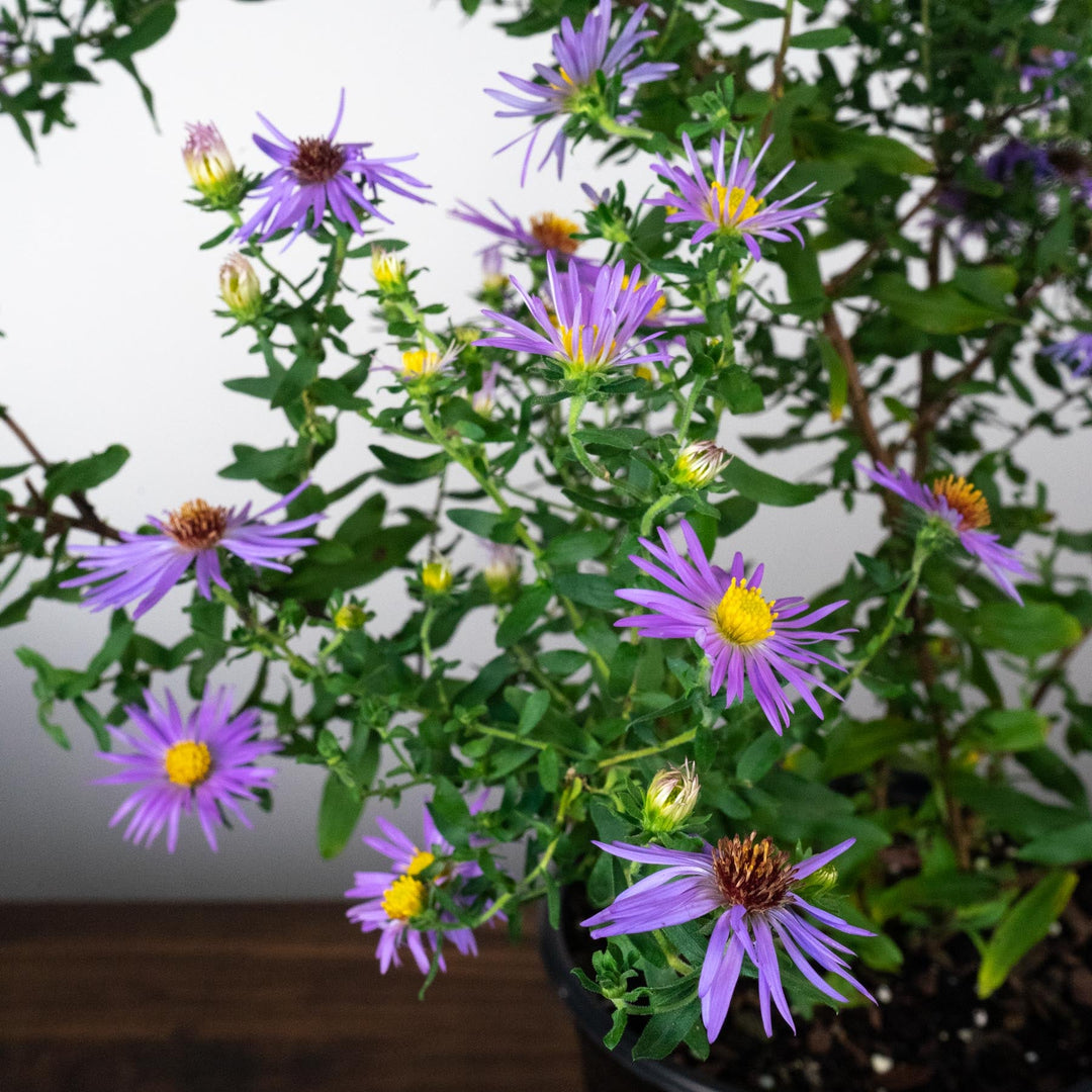 Aster oblongifolius 'Raydon's Favorite' ~ Raydon's Favorite Aromatic Aster