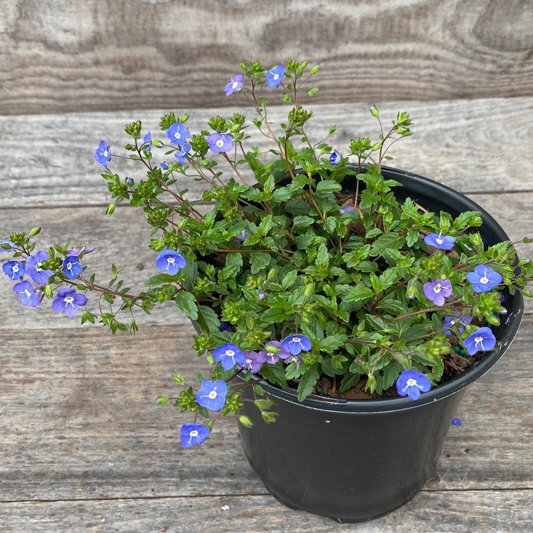 Veronica peduncularis 'Georgia Blue' ~ Georgia Blue Speedwell