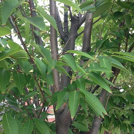 Zelkova serrata ‘Village Green’ ~ Village Green Zelkova