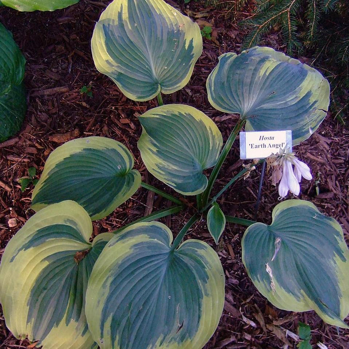 Hosta 'Earth Angel' ~ Earth Angel Hosta