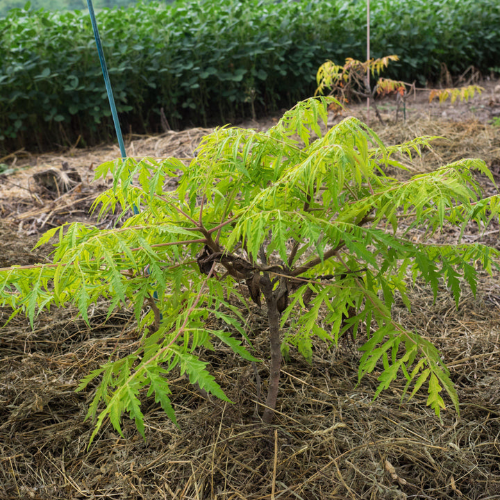 Rhus typhina 'Bailtiger' ~ First Editions® Tiger Eyes Staghorn Sumac