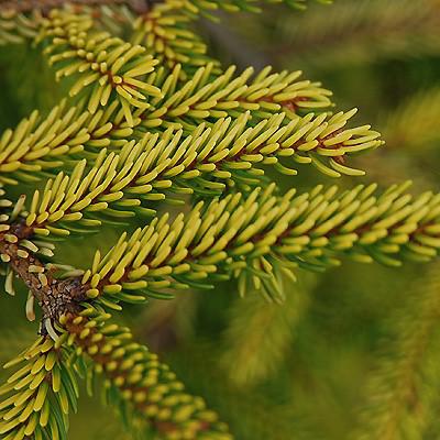 Picea orientalis 'Skylands' ~ Skylands Oriental Spruce