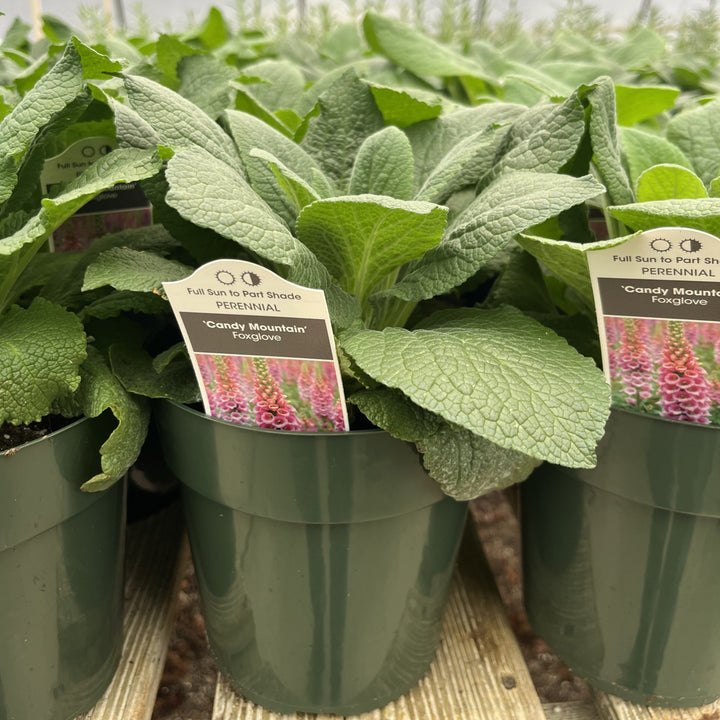 Digitalis purpurea 'Candy Mountain' ~ Candy Mountain Foxglove