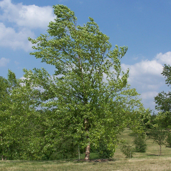 Betula nigra ~ River Birch