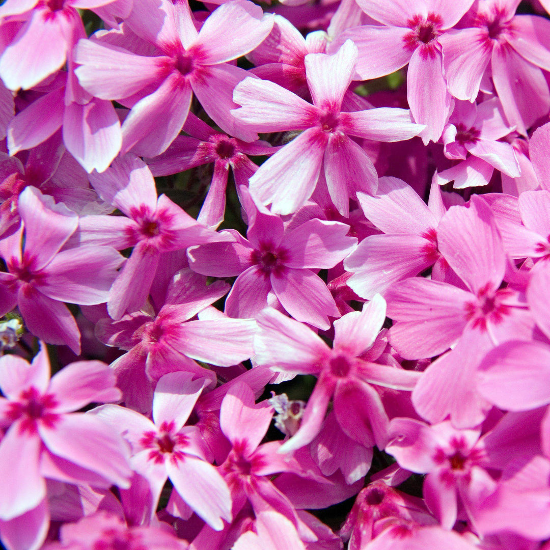 Phlox subulata 'Red Wings' ~ Red Wings Creeping Phlox