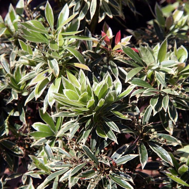 Pieris japonica 'Plata llameante' ~ Pieris plata llameante