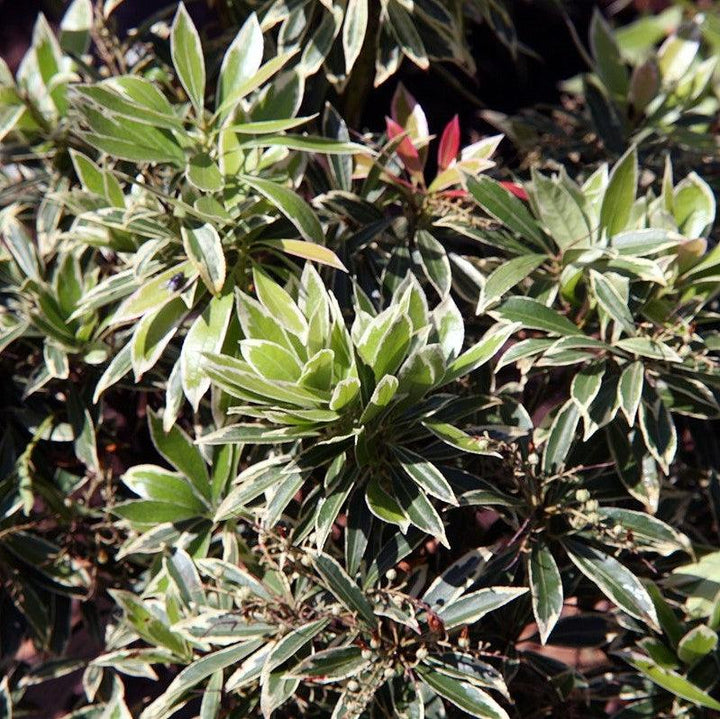 Pieris japonica 'Flaming Silver' ~ Flaming Silver Pieris