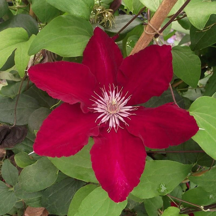 Clematis viticella 'Evipo016' ~ Rebecca™ Clematis