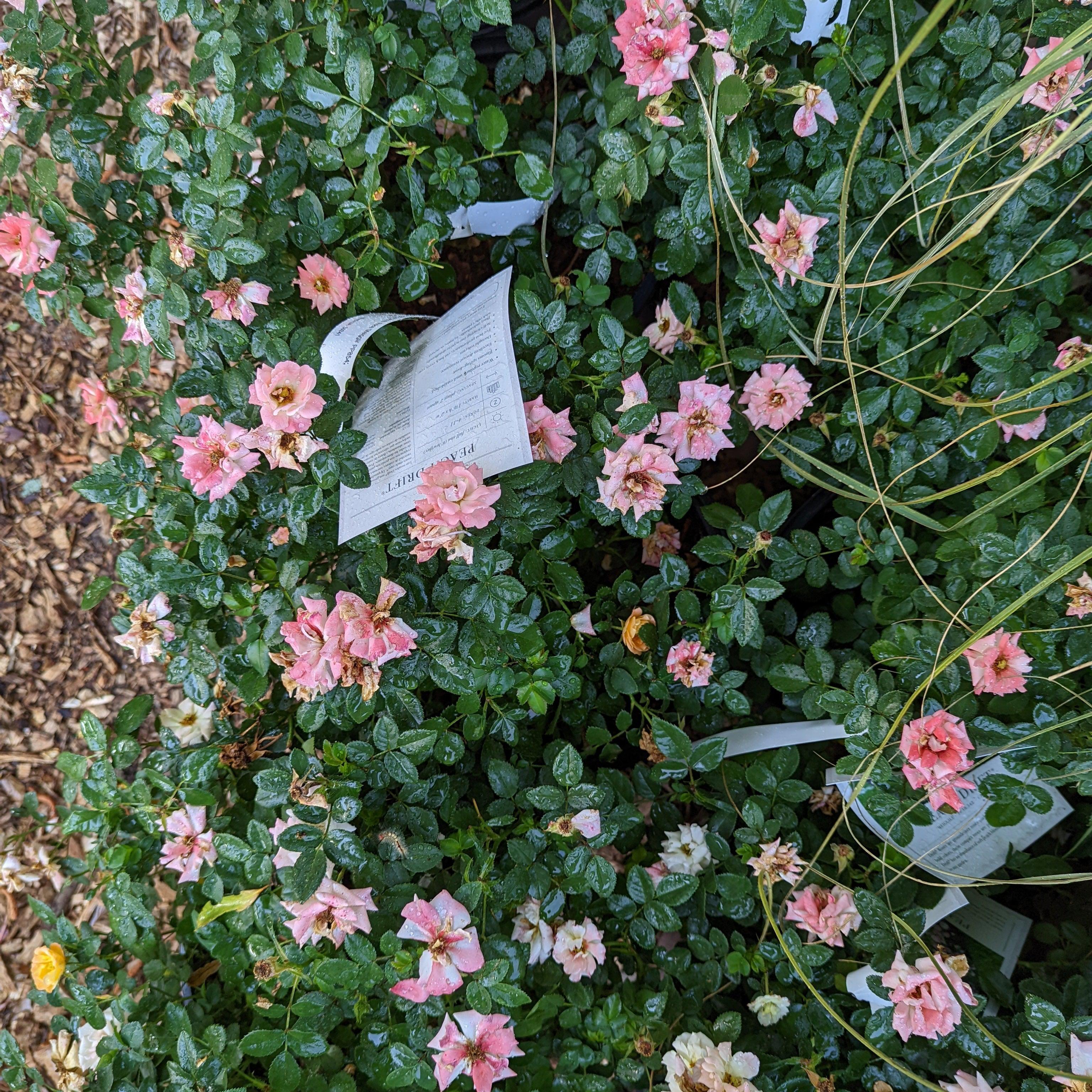 Rosa 'Meiggili' PP18,542 ~ Peach Drift® Rose – JTSOP Farms