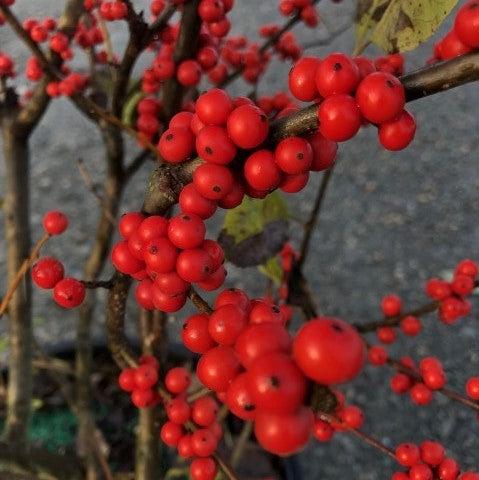 Ilex verticillata 'Winter Red' ~ Winter Red Winterberry