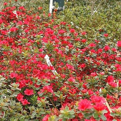 Rododendro x 'Hino Crimson' ~ Hino Crimson Azalea