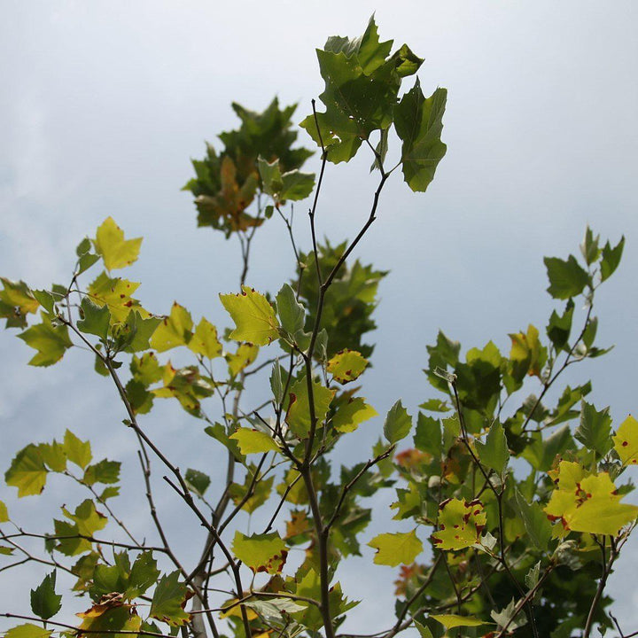 Platanus x acerifolia 'Bloodgood' ~ Bloodgood London Planetree