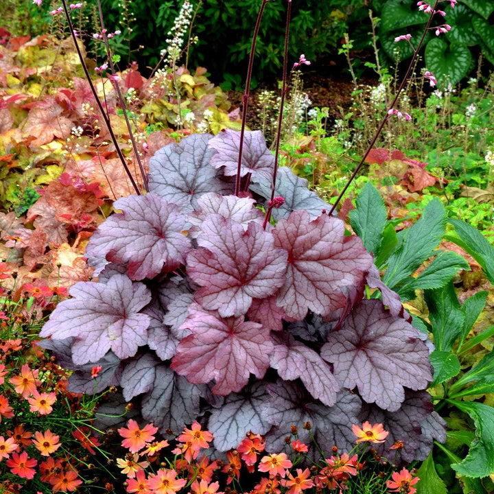 Heuchera ‘Georgia Plum’ ~ Georgia Plum Coral Bells