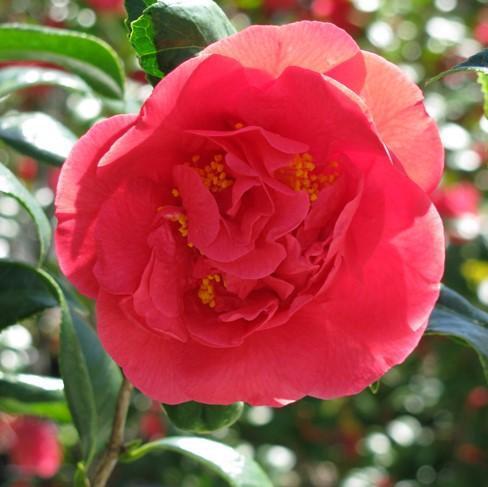 Camellia japonica 'Kramer's Supreme' ~ Kramer's Supreme Camellia