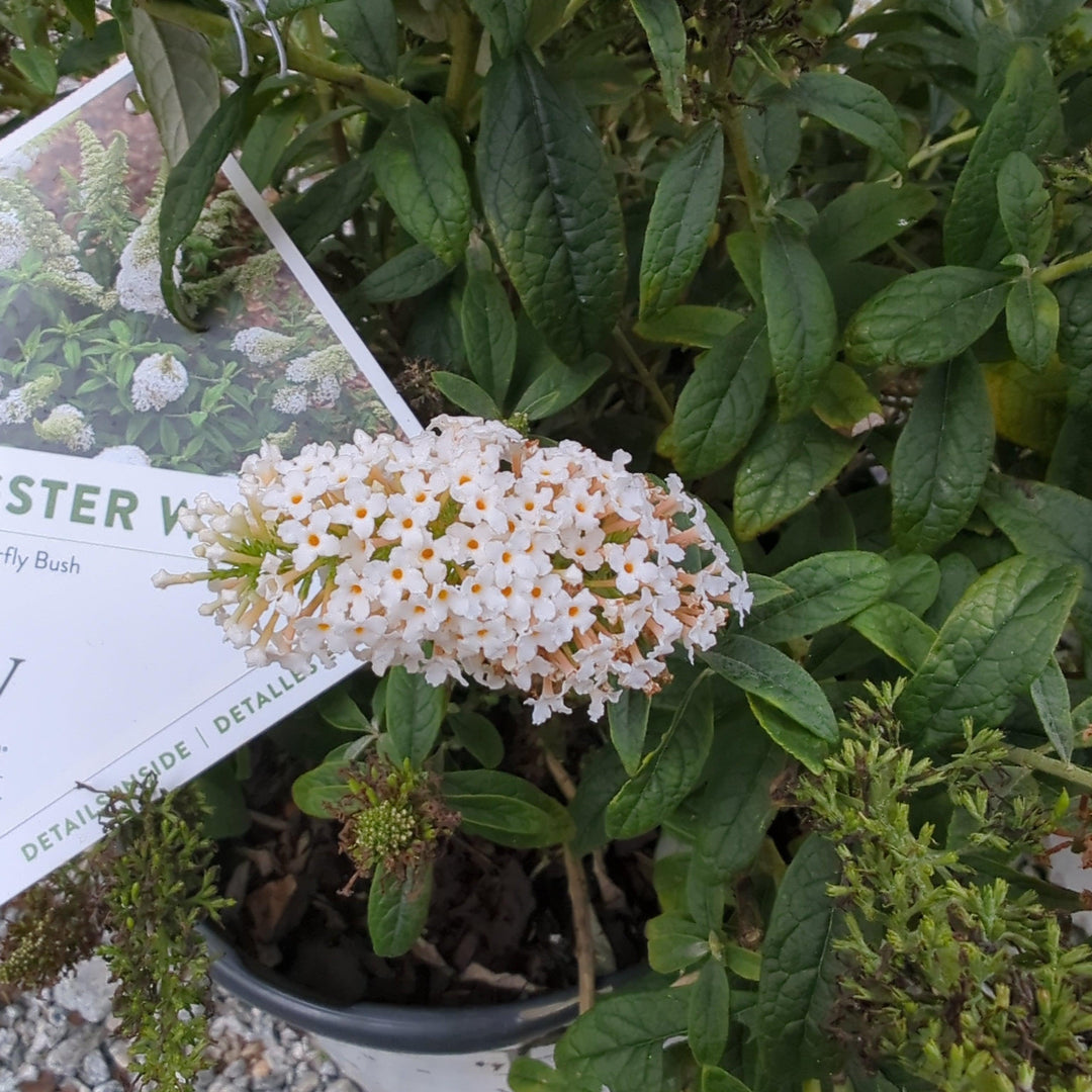 Buddleia x 'SMNBDW' PP 28,795 ~ Pugster White® Butterfly Bush